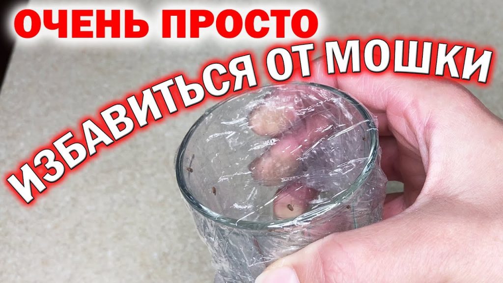 Происхождение мошек в квартире зимой - объяснение явления