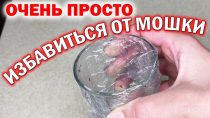 Происхождение мошек в квартире зимой — объяснение явления