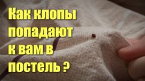 Почему постельные клопы появляются в квартире